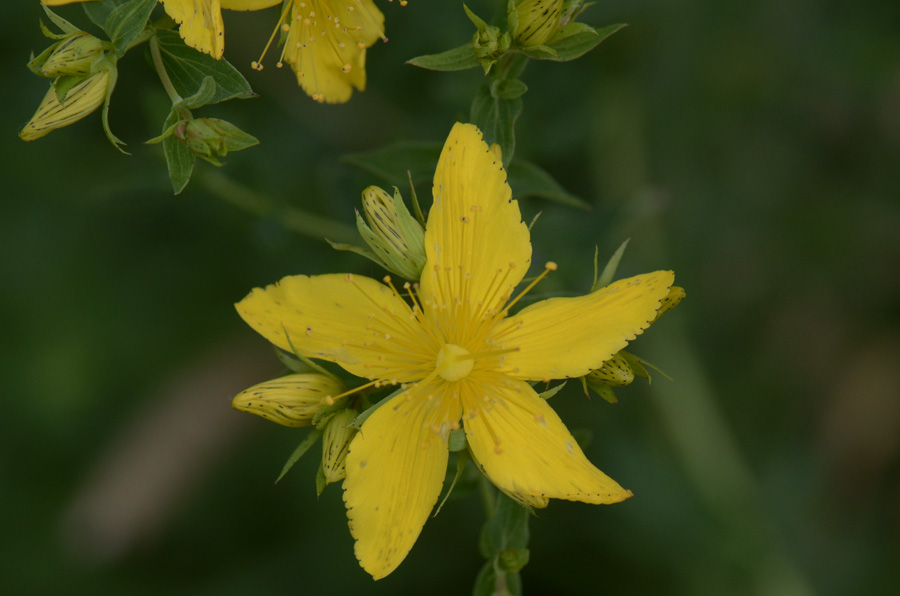 Hypericum petali seghettati, Hypericum perforatum sl.